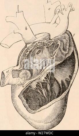 Archiv Bild von Seite 319 des cyclopaedia von Anatomie und Stockfoto