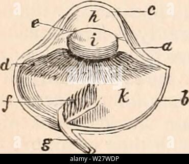 Archiv Bild von Seite 319 des cyclopaedia von Anatomie und Stockfoto