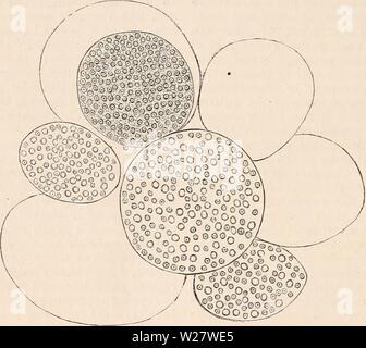 Archiv Bild von Seite 319 des cyclopaedia von Anatomie und Stockfoto