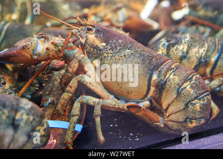 Nahaufnahme eines atlantischen Hummer in einem Tank in Borough Market (London). Querformat. Stockfoto