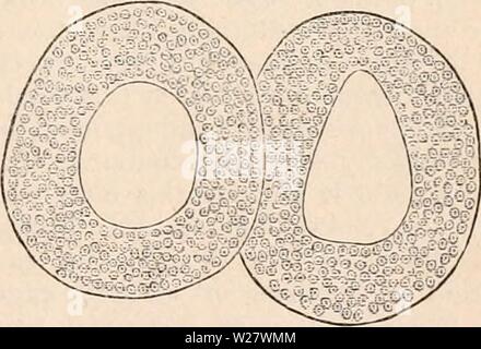 Archiv Bild ab Seite 320 Der cyclopaedia von Anatomie und Stockfoto