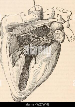 Archiv Bild ab Seite 320 Der cyclopaedia von Anatomie und Stockfoto