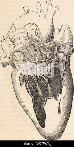 Archiv Bild ab Seite 320 Der cyclopaedia von Anatomie und Stockfoto