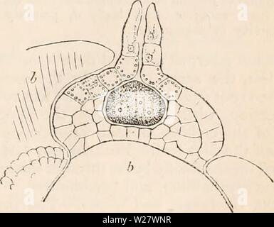 Archiv Bild ab Seite 320 Der cyclopaedia von Anatomie und. Die cyclopaedia von Anatomie und Physiologie cyclopdiaofana 05 Todd Jahr: 1859 Abschnitt Pilularia macrospore für einige Zeit nach der Keimung, 50 Diam. Ein, zwei Schichten des exospore, den äußeren, vertikal gestreift, die innere, homogen; b, Hohlraum von endospore begrenzt souverän durch die prothallium, den Gipfel des papilkcform, welche Projekte durch den Kanal des exospore. Die von einem weißen coriaceous exospore umgeben ist. Dieser letzte zeigt zwei verschiedene Schichten, von denen die interne ist farblos und gläserne, ohne Spur von Struct Stockfoto