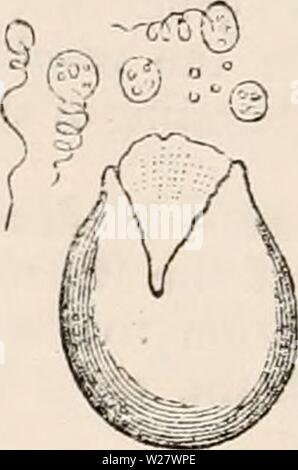 Archiv Bild ab Seite 321 Der cyclopaedia von Anatomie und. Die cyclopaedia von Anatomie und Physiologie cyclopdiaofana 05 Todd Jahr: 1859 Der vertikalen Reihe von sporangien die Cor-zu jedem Ventil reagiert, nur einer der Ori-Ginal zentrale Zellen Entwicklung, den Rest zu gescheiterten und schließlich enttäuschend - pearing. Die vier Sporen, die genauso in Selaginella gebildet werden, in der Länge frei durch die Absorption der Zelle, in der sie enthalten sind, und für eine Zeit zu en-gleich groß, während ihre Wände durch interne gallertartige Deposition verdickt sind. Bald, Stockfoto