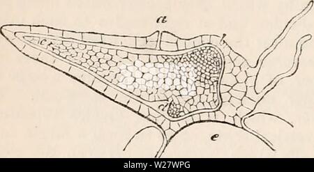 Archiv Bild ab Seite 321 Der cyclopaedia von Anatomie und. Die cyclopaedia von Anatomie und Physiologie cyclopdiaofana 05 Todd Jahr: 1859 TJie gleichen nach der Imprägnierung, 150 diain. Die papille hat sich in der Vorbereitung. Richtung Wachstum dieser Struktur, die das erste Blatt des Embryos, ist schräg nach oben. In der Achsel ist die primäre Achse gebildet; Bild. 183. Der vertikalen Reihe von sporangien die Cor-zu jedem Ventil reagiert, nur einer der Ori-Ginal zentrale Zellen die Entwicklung geht weiter, der Rest zu gescheiterten und schließlich enttäuschend - pearing. Die vier spor Stockfoto