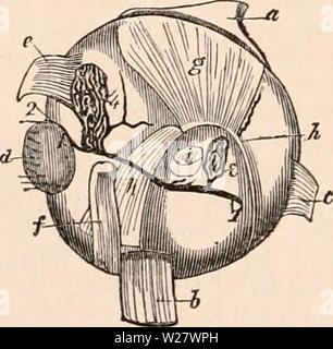 Archiv Bild ab Seite 321 Der cyclopaedia von Anatomie und Stockfoto