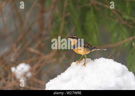 Issaquah, Washington, USA. Männliche abwechslungsreiche Thrush stehend auf einem tiefen Haufen Schnee in aktiven schneefall. Stockfoto