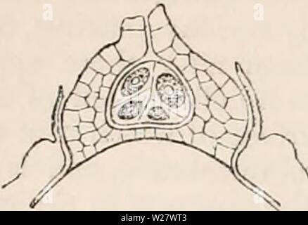 Archiv Bild ab Seite 321 Der cyclopaedia von Anatomie und. Die cyclopaedia von Anatomie und Physiologie cyclopdiaofana 05 Todd Jahr: 1859 246 Reproduktion, Gemüse (Gemüse Ovum). erhöht durch die wiederholten Teilung einer Ter-minal Zelle durch abwechselnd schräge Septen. Die Fis. 182. Gleiche TJie nach der Imprägnierung, 150 diain. Die papille hat sich in der Vorbereitung. Richtung Wachstum dieser Struktur, die das erste Blatt des Embryos, ist schräg nach oben. In der Achsel ist die primäre Achse gebildet; Bild. 183. Stockfoto