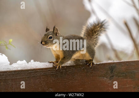 Issaquah, Washington, USA. Douglas Eichhörnchen sitzend auf einem holzgeländer nach einem Schneefall. Stockfoto