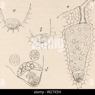 Archiv Bild ab Seite 323 Der cyclopaedia von Anatomie und. Die cyclopaedia von Anatomie und Physiologie cyclopdiaofana 05 Todd Jahr: 1859 Corpusculum derselben in Abschnitt, unmittelbar vor der Imprägnierung, 200 Durchm. Der Hohlraum wird mit transparenten Vesikel gefüllt, und Bounded überlegen durch vier granuläre Zellen, Stellung und Beziehungen recal sehr eindringlich die Anordnung, die sich auf die rudimentären Aix präsentiert - hegonium unter den höheren Cryptogamia. 104. Das Wachstum der Pollen, die für viele Monate verhaftet wurde, endlich wieder beginnt; der Membran der Gipfel des Stockfoto