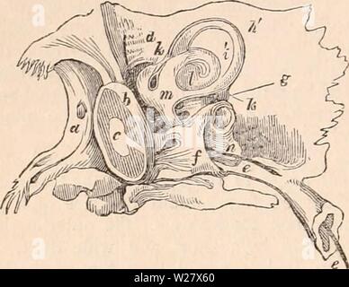 Archiv Bild ab Seite 323 Der cyclopaedia von Anatomie und Stockfoto