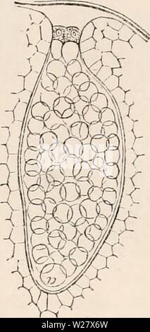 Archiv Bild ab Seite 323 Der cyclopaedia von Anatomie und Stockfoto