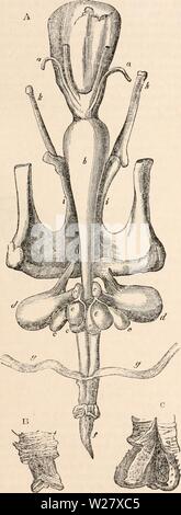 Archiv Bild ab Seite 324 Der cyclopaedia von Anatomie und Stockfoto