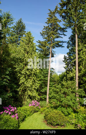 Issaquah, Washington, USA. Angelegten pazifischen Nordwesten Hinterhof mit dunkel Rosa Rhododendren blühen und blauer Himmel. Stockfoto