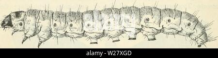 Archiv Bild ab Seite 325 von Dansk forstzoologi (1896) Stockfoto