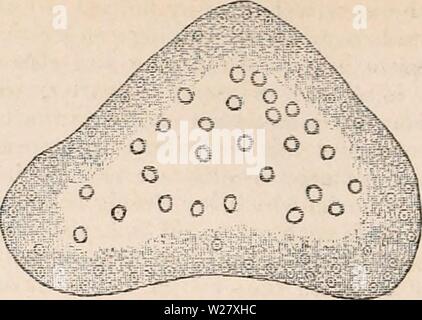 Archiv Bild von Seite 325 des cyclopaedia von Anatomie und Stockfoto