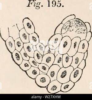 Archiv Bild von Seite 325 des cyclopaedia von Anatomie und. Die cyclopaedia von Anatomie und Physiologie cyclopdiaofana 05 Todd Jahr: 1859 Isoliert slxteen-celled Embryo der gleiche, mit seinen fadenförmige Verlängerung, etwa 150 diam, Seine kugelförmige Form, bis es in einem Embryo verwandelt wird, die Richtung des Wachstums der Achse nach unten. 107, Orchis morio. - In der Orchideae die Struktur der Samenanlage ist bemerkenswert einfach. Die folgende Beschreibung der Herkunft und der frühen Entwicklung des Embryos, in Orchis morio, alle Stufen, von denen wir uns gefolgt wird, w Stockfoto