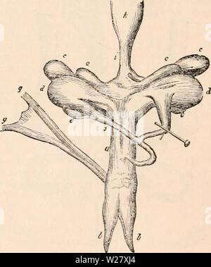 Archiv Bild von Seite 325 des cyclopaedia von Anatomie und Stockfoto
