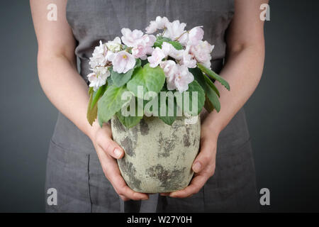 Frau mit einem vergossenen Saintpaulien violette Blume in der Hand. Stockfoto