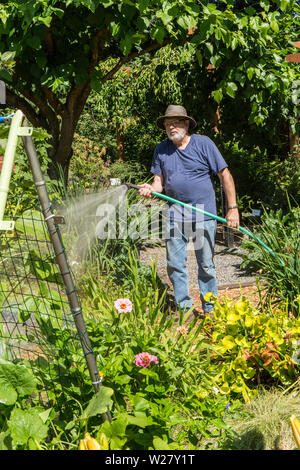 Hand - Bewässerung seiner Gemüse- und Blumengarten in Bellevue, Washington, USA Stockfoto