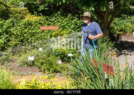 Hand - Bewässerung seiner Gemüse- und Blumengarten in Bellevue, Washington, USA Stockfoto