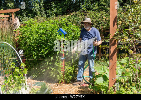 Hand - Bewässerung seiner Gemüse- und Blumengarten in Bellevue, Washington, USA Stockfoto