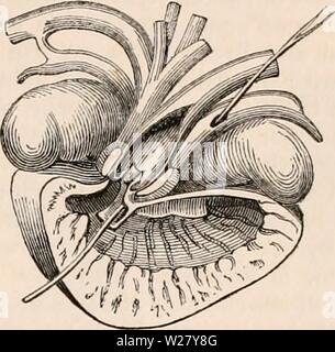 Archiv Bild ab Seite 328 Der cyclopaedia von Anatomie und. Die cyclopaedia von Anatomie und Physiologie cyclopdiaofana 0401 Todd Jahr: 1847 REPT 1 LIA. 307 geprägt von Nitzsch, kann ein Rudi- lung der linken Lunge betrachtet werden. Das Recht, und in diesem Fall die alleinige, pulmonale sac ist unmittelbar unterhalb der Wirbelsäule platziert; es erstreckt sich Posterior so weit wie in der Region der Nieren, und in der coluber Natrix ist von fünf bis sieben Zoll lang, und zur Hälfte bis zu drei Viertel der einen Zoll breit. Seine parietes sind dickste an dem Punkt, an dem die Ringe der Luftröhre aufhören, wo es äußerlich durch ein fib abgedeckt ist Stockfoto