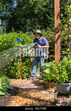 Hand - Bewässerung seiner Gemüse- und Blumengarten in Bellevue, Washington, USA Stockfoto