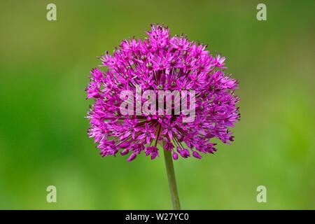 Allium aflatunense (Allium aflatunense), Sorte Purple Sensation, Deutschland Stockfoto