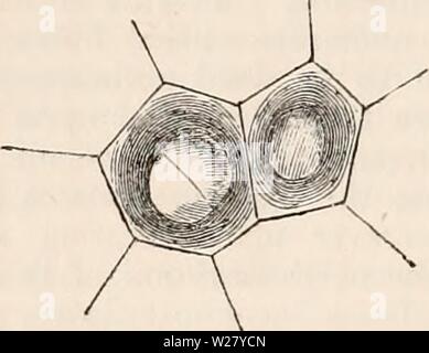 Archiv Bild von Seite 329 des cyclopaedia von Anatomie und. Die cyclopaedia von Anatomie und Physiologie cyclopdiaofana 05 Todd Jahr: 1859 r vertikalen Abschnitt Obergeschoss des gem-Tasche von Lunularia, 50 Diam. Die club-förmige Grundlagen der Edelsteine sind durch ihre Basen auf die oberflächlichen Schicht von Zellen, die viel kleiner sind als die, auf denen sie unterstützt werden. vertikale Septen, die letzten, die es parallel angeschlossen sind. Ergebnisse daher ein bilaterales Orgel, die Oberflächen der Fig. 201. Modus der Herkunft des Edelsteins. Zwei der Zellen der oberflächliche Schicht gesehen mehr sehr vergrößert. Die Membran der einzelnen ha Stockfoto