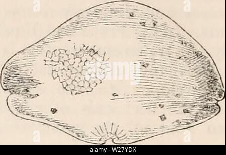 Archiv Bild von Seite 329 des cyclopaedia von Anatomie und. Die cyclopaedia von Anatomie und Physiologie cyclopdiaofana 05 Todd Jahr: 1859 eine abgeflachte Rudiment der gem seitlich gesehen. Teilung der zweiten Zelle der Rudiment durch eine vertikale Septum, auf jeder Seite, die die COM-mencements von mehreren quer Septen sind mo-out delled im protoplasma. 400 Durchm. b, die zu einem späteren Zeitpunkt 250 Durchm. Club: danach, wie es wird größer, zwei Kerben auf jeder seiner lateralen Ränder, die ähneln exakt denen der vordere Rand der junge Wedel gebildet werden. Sobald seine devel Stockfoto