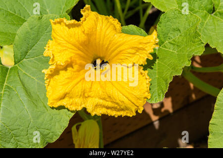 Gelb - konfrontiert, Hummel bestäubt ein Smaragd Freude squash blossom in einem Garten in Bellevue, Washington, USA Stockfoto