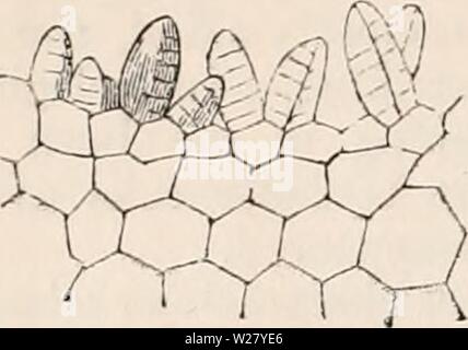 Archiv Bild von Seite 329 des cyclopaedia von Anatomie und. Die cyclopaedia von Anatomie und Physiologie cyclopdiaofana 05 Todd Jahr: 1859 25 Vervielfältigung, Gemüse (Gemüse Ovum). Auf die Achse der Wedel. Dies ist auf jeder Seite durch quer gefolgt, und danach in einem Bild. 200. r vertikalen Abschnitt Obergeschoss des gem-Tasche von Lunularia, 50 Diam. Die club-förmige Grundlagen der Edelsteine sind durch ihre Basen auf die oberflächlichen Schicht von Zellen, die viel kleiner sind als die, auf denen sie unterstützt werden. vertikale Septen, die letzten, die es parallel angeschlossen sind. Daher Ergebnisse einer bilateralen Orgel, die su Stockfoto