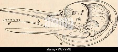 Archiv Bild ab Seite 330 Der cyclopaedia von Anatomie und Stockfoto