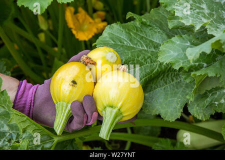 Frau mit drei frisch geernteten Ein Ball Squash in Bellevue, Washington, USA Stockfoto