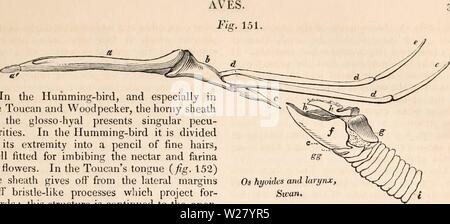 Archiv Bild ab Seite 330 Der cyclopaedia von Anatomie und Stockfoto