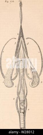Archiv Bild ab Seite 331 Der cyclopaedia von Anatomie und Stockfoto