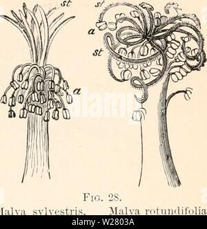 Archiv Bild von Seite 332 des Darwinismus; eine Ausstellung der Stockfoto