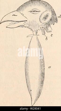 Archiv Bild ab Seite 332 Der cyclopaedia von Anatomie und Stockfoto