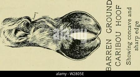 Archiv Bild ab Seite 332 Der Hirsch Familie (1902) Stockfoto