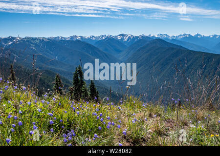 Hurricane Ridge, Olympic National Park, Washington, USA. Anzeigen von lupinen auf einem Berg Wanderweg. Stockfoto