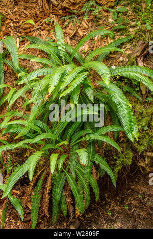 Issaquah, Washington, USA. Deer fern sieht vage wie Schwert Farn, aber die Merkblätter sind mit dem Blatt beigefügt Achse entlang ihren Basen, nicht auf shor Stockfoto