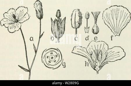 Archiv Bild ab Seite 334 der Cyclopedia von landwirtschaftlichen Kulturpflanzen Stockfoto