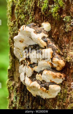 Rot Gurt Conk polypore (Fomitopsis pinicola) in der Nähe von Snoqualmie Pass, Cascade Mountains, Washington, USA Stockfoto