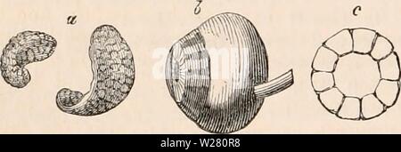 Archiv Bild von Seite 335 des cyclopaedia von Anatomie und. Die cyclopaedia von Anatomie und Physiologie cyclopdiaofana 0401 Todd Jahr: 1847 REPTILIA. In allen Reptilien gibt es nur eine ossiculum Auditus (columncllu}, die in der Regel von einer Posaune Form ist. Seine äußeren Extremitäten ist in der Echsen verbunden mit der Membrana Tym-pani durch eine knorpelige Prozess; aber in Schildkröten direkt in das mnmbrana Pauken, die über eine knorpelige Textur implantiert wird. Das innere Ende des Auditory ossicle vergrößert in einem Oval oder dreieckige Disc {Patina), die angewendet wird, um die FENES Stockfoto