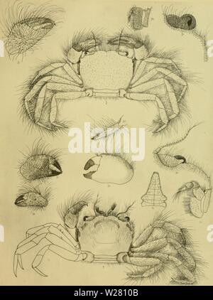 Archiv Bild ab Seite 336 Der decapoda Brachyura des Stockfoto