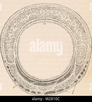 Archiv Bild ab Seite 336 Der cyclopaedia von Anatomie und. Die cyclopaedia von Anatomie und Physiologie cyclopdiaofana 05 Todd Jahr: 1859 Atmung, ORGANE DER. 261 Durchmesser, der parietes, von denen fast ausschließlich von feinen kleinen Zylinder epi-thelium zusammengesetzt sind. Den Zylinder Epithel der Kanäle dieser Drüsen trägt keine Wimpern; ein Zeichen, in dem es von den Schleimhäuten mem Brane unterscheidet sich in der Luftröhre im Allgemeinen. Die Ciliated Sorte zurück an den Öffnungen der Leitungen. Das Sekret dieser Drüsen ist ein klares, nicht-corpusculated Flüssigkeit. Hier ist es sicher, dass der Akt der Sekretion Stockfoto