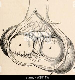 Archiv Bild ab Seite 336 Der cyclopaedia von Anatomie und. Die cyclopaedia von Anatomie und Physiologie cyclopdiaofana 01 Todd Jahr: 1836 AVES. 321 Die Unterschiede in der Struktur der Muskelmagen lösen sich in die mehr oder weniger stark von den Sehnen, und die mehr oder weniger dick-ness der muskulösen Mantel, und der Auskleidung Membran. In der Raptores der muskelmagen (d, Jig. 156) nimmt die Form eines bloßen membranöse Hohlraum, in Übereinstimmung mit dem Tier und einfach di-gestible Natur ihrer Nahrung. Die muskuläre Schicht ist sehr dünn; die Fasern hauptsächlich ausstrahlen von kleinen Sehnen ( Stockfoto