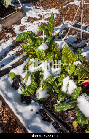 Issaquah, Washington, USA. Helle Lichter Mangold durch Schnee in einer gemeinschaft Garten bedeckt. Stockfoto